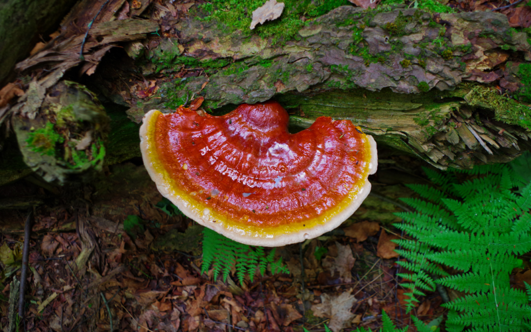 What is reishi?
