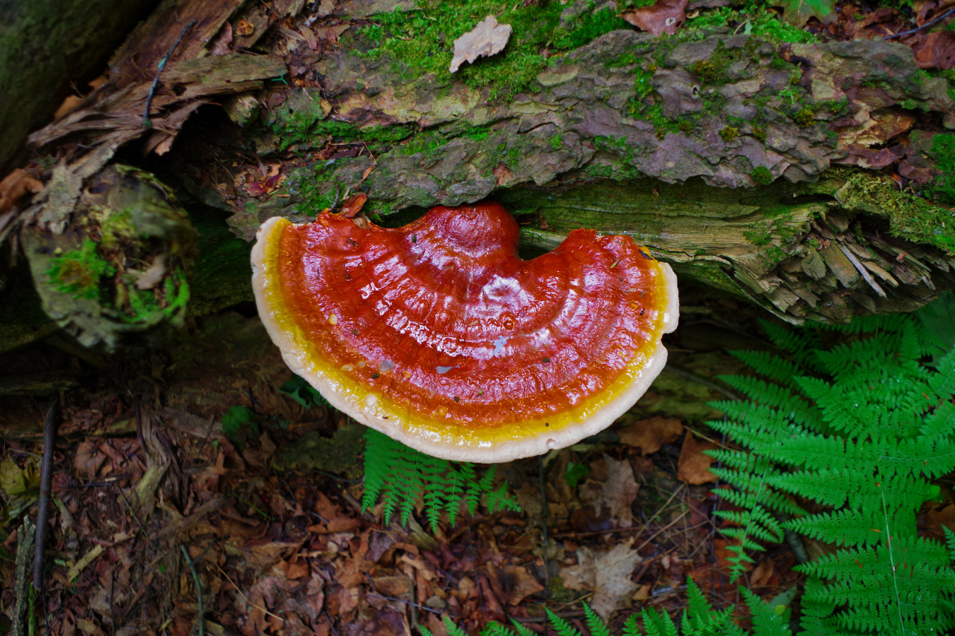 reishi