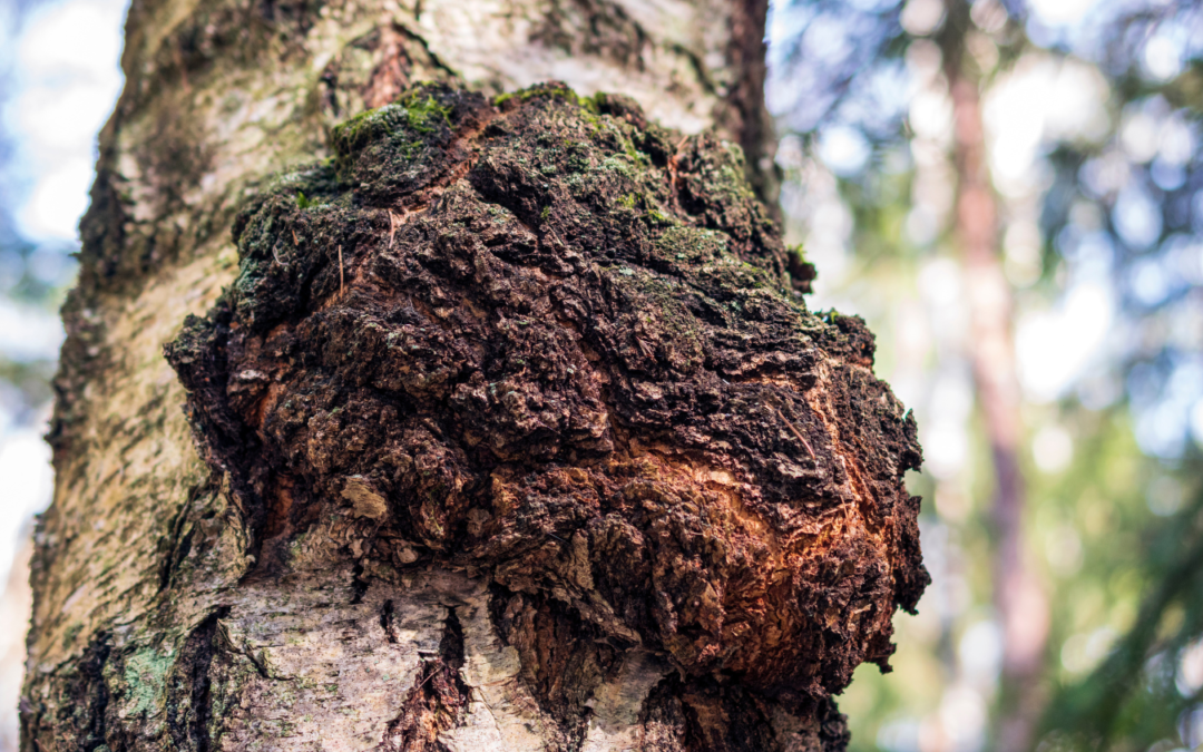 What is chaga?